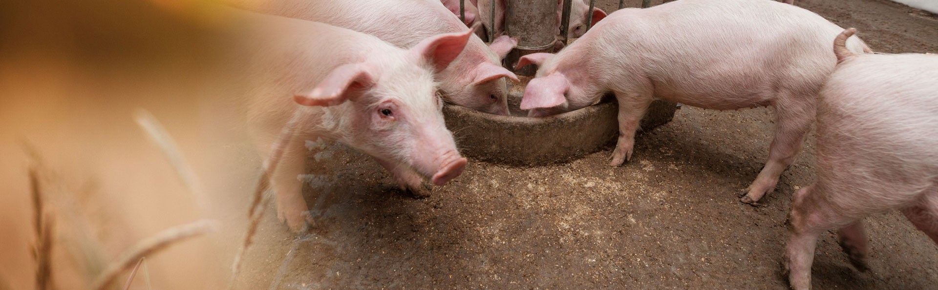 ​Marketing zootecnico