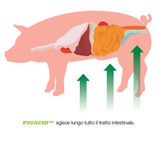 Pigacid™ mode of action